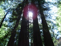 Muir Forest CA